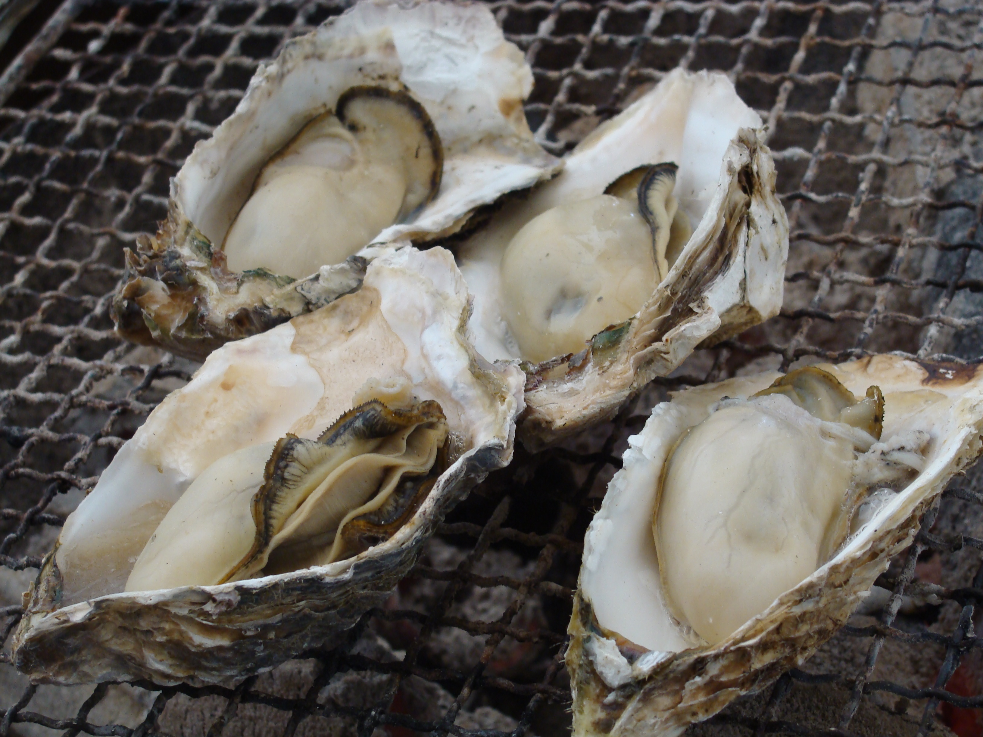 牡蠣のイメージ写真